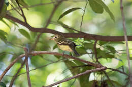 Image of Acadian Flycatcher