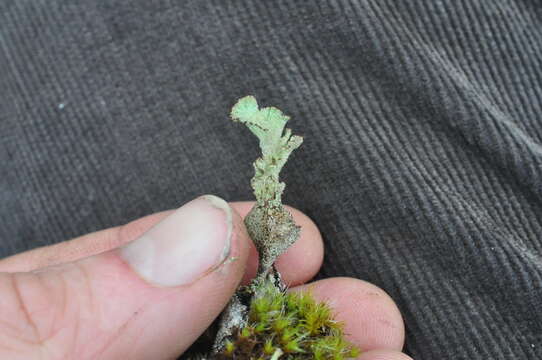 Image of Cladonia albonigra Brodo & Ahti