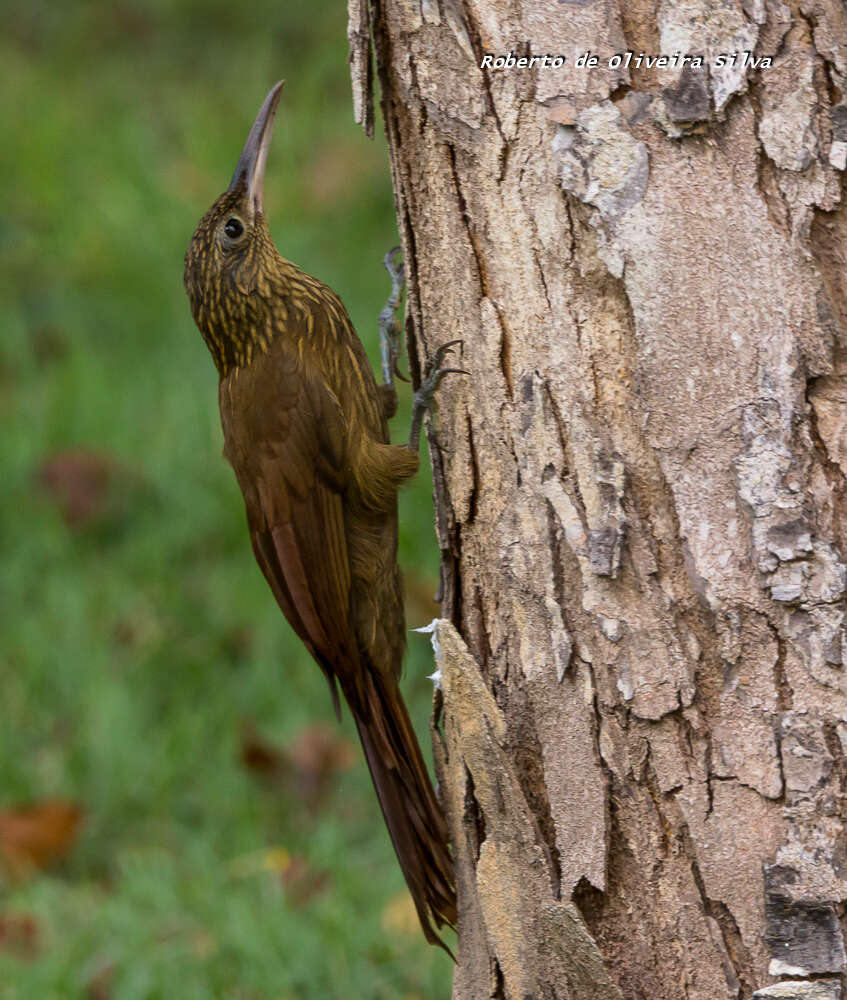 Image of Buff-throated Woodcreeper