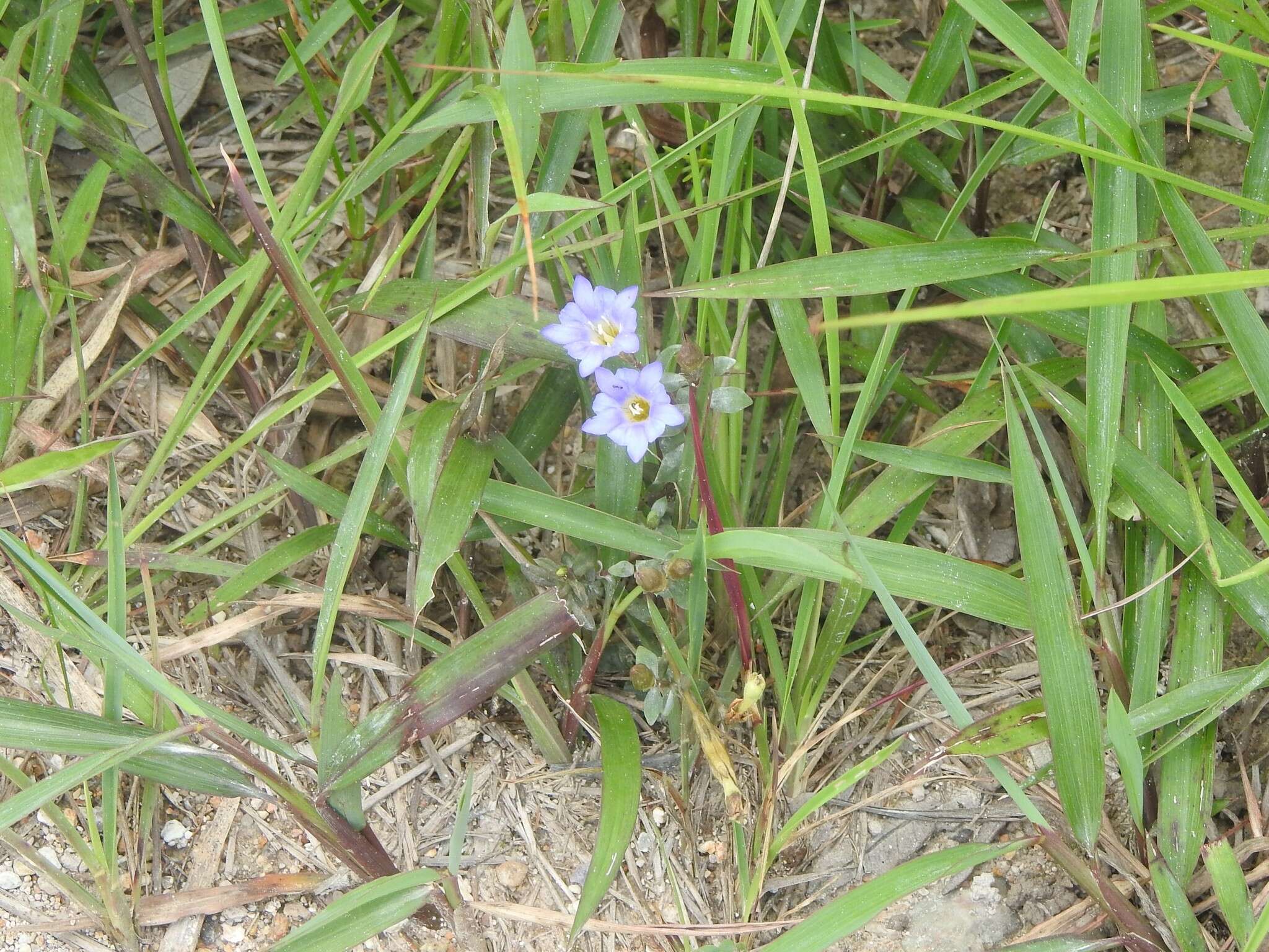 صورة <i>Gentiana loureiroi</i> (G. Don) Grisebach