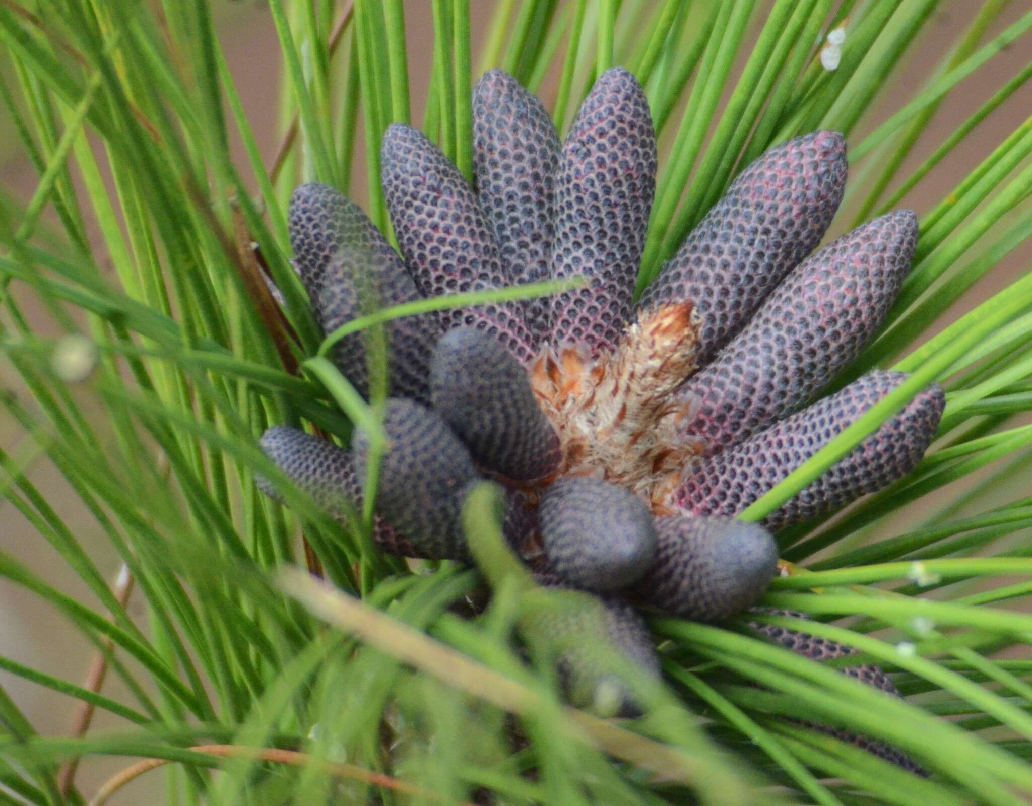 Image of Slash Pine