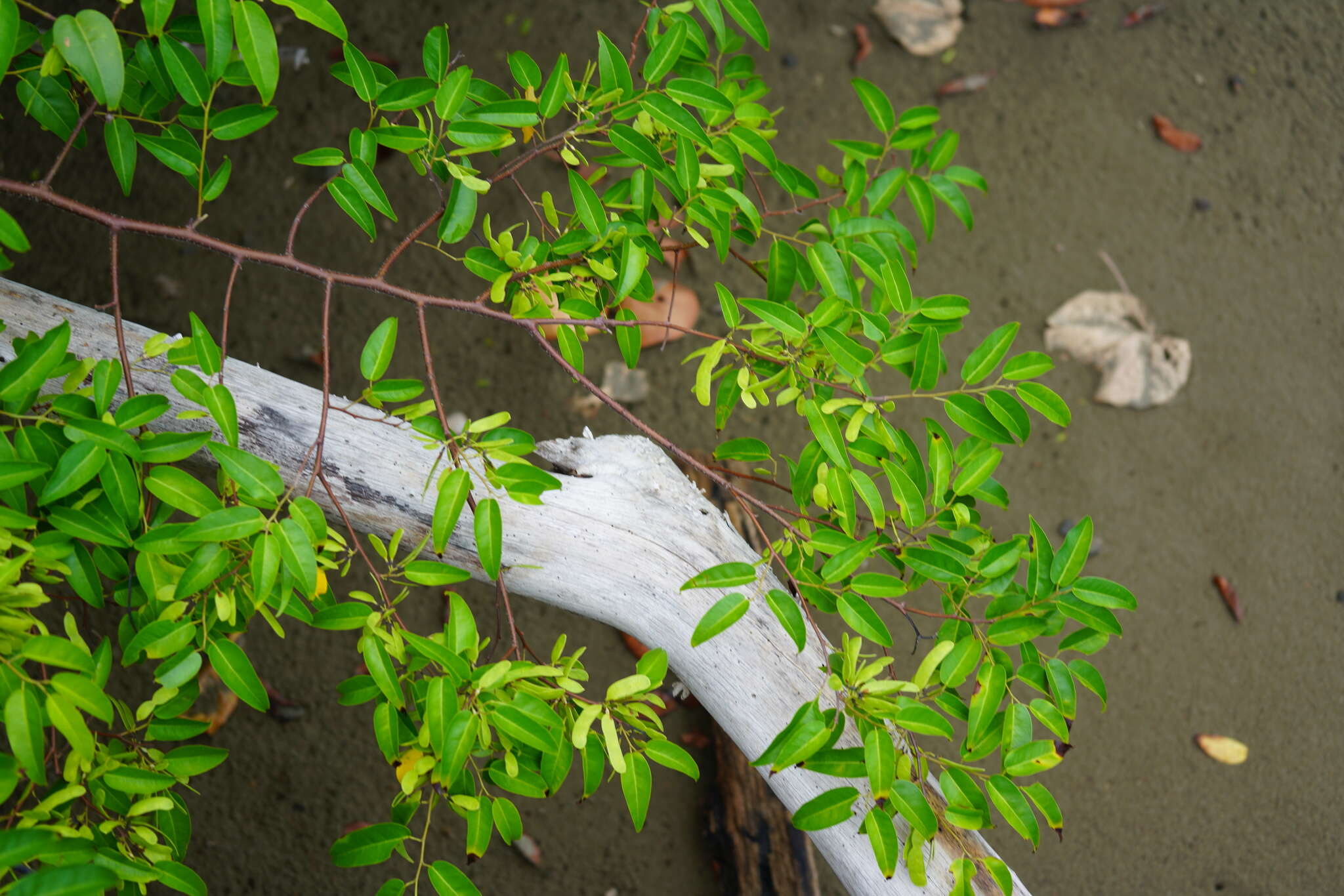 Image of Browne's Indian-Rosewood