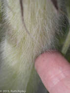 Sivun Lupinus weberbaueri Ulbr. kuva