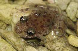 Image of Royal Ghost Frog