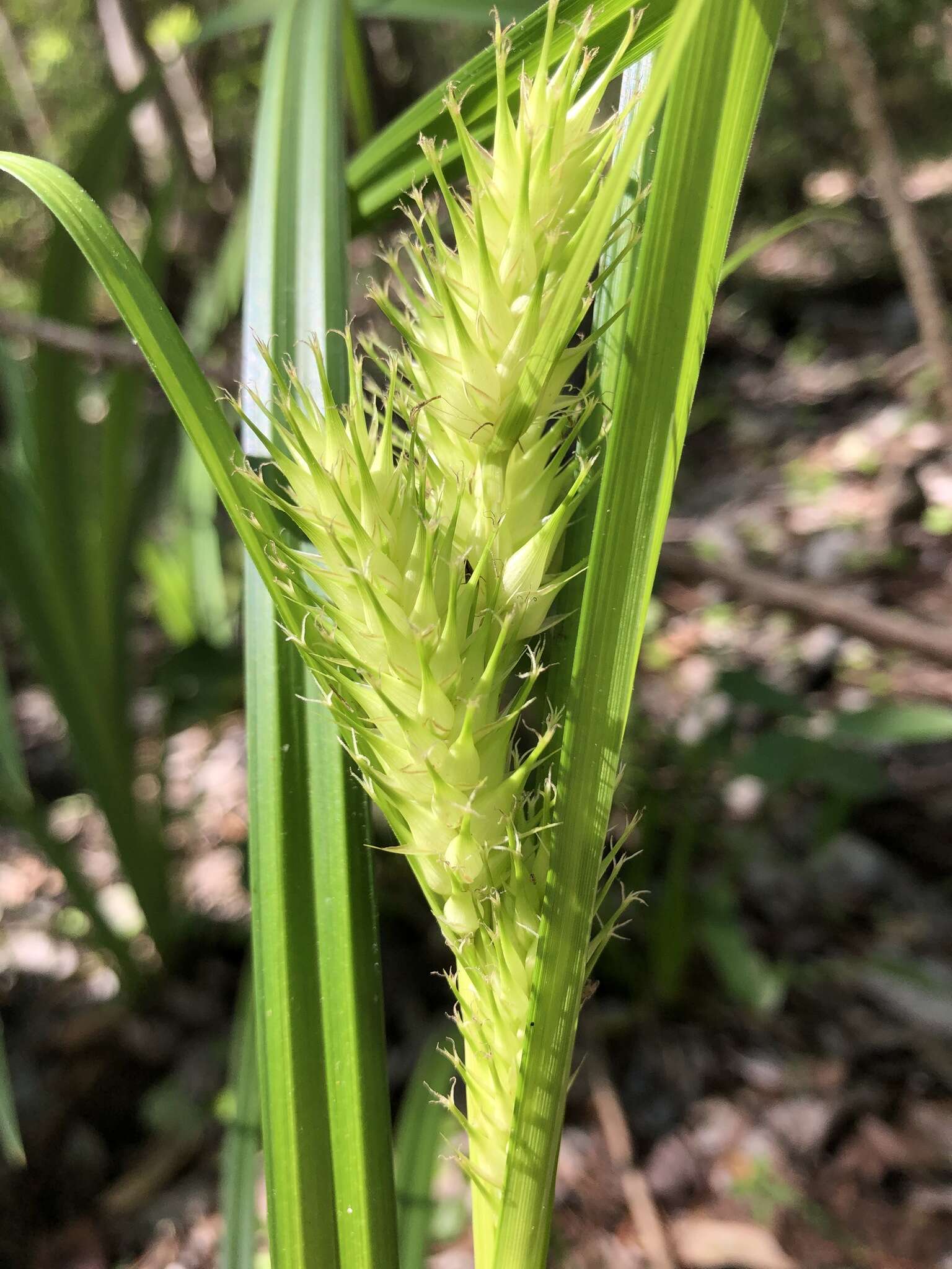 Sivun Carex lupuliformis Sartwell ex Dewey kuva