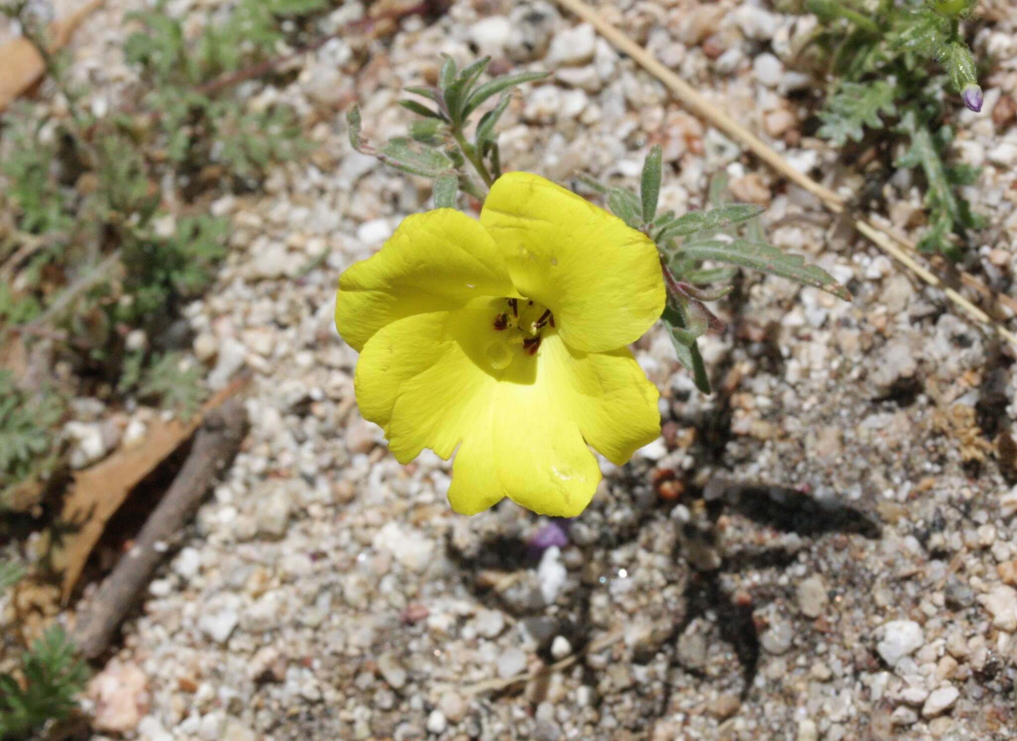 Image of Kern County evening primrose