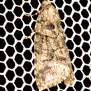 Image of Pherechoa crypsichlora Turner 1932