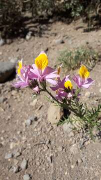 Imagem de Schizanthus grahamii Gill.