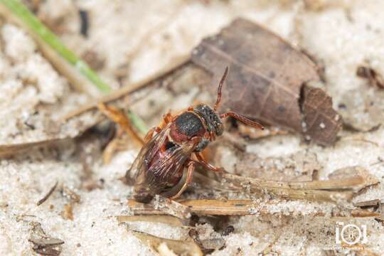 Image de Epeolus zonatus Smith 1854