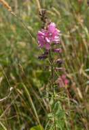 Sidalcea cusickii Piper的圖片