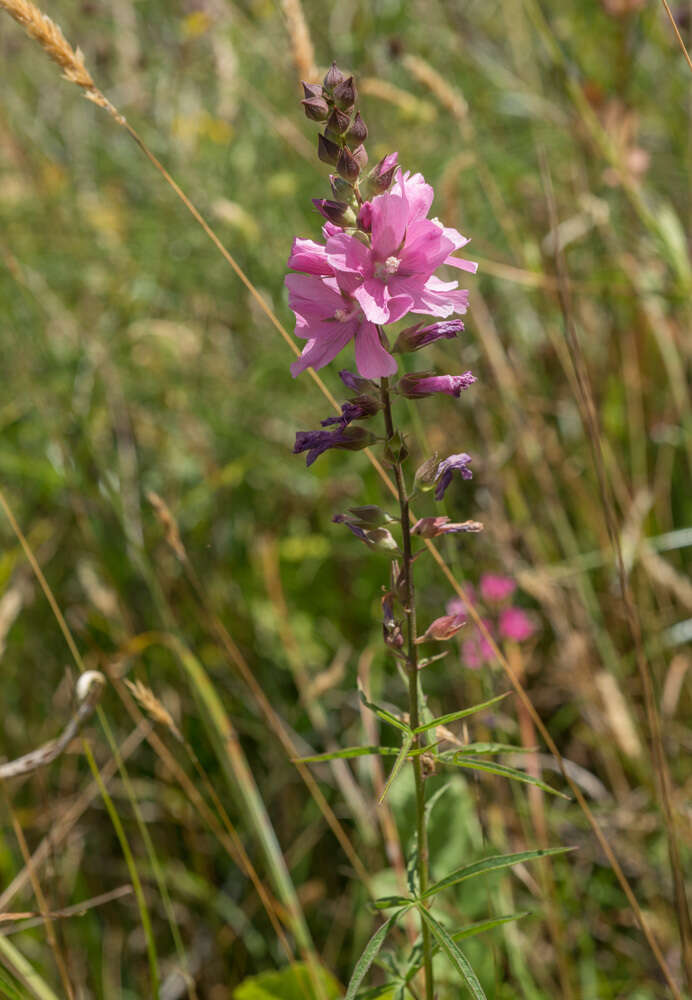 Sidalcea cusickii Piper的圖片