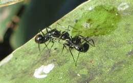 Image of Camponotus arminius Forel 1910