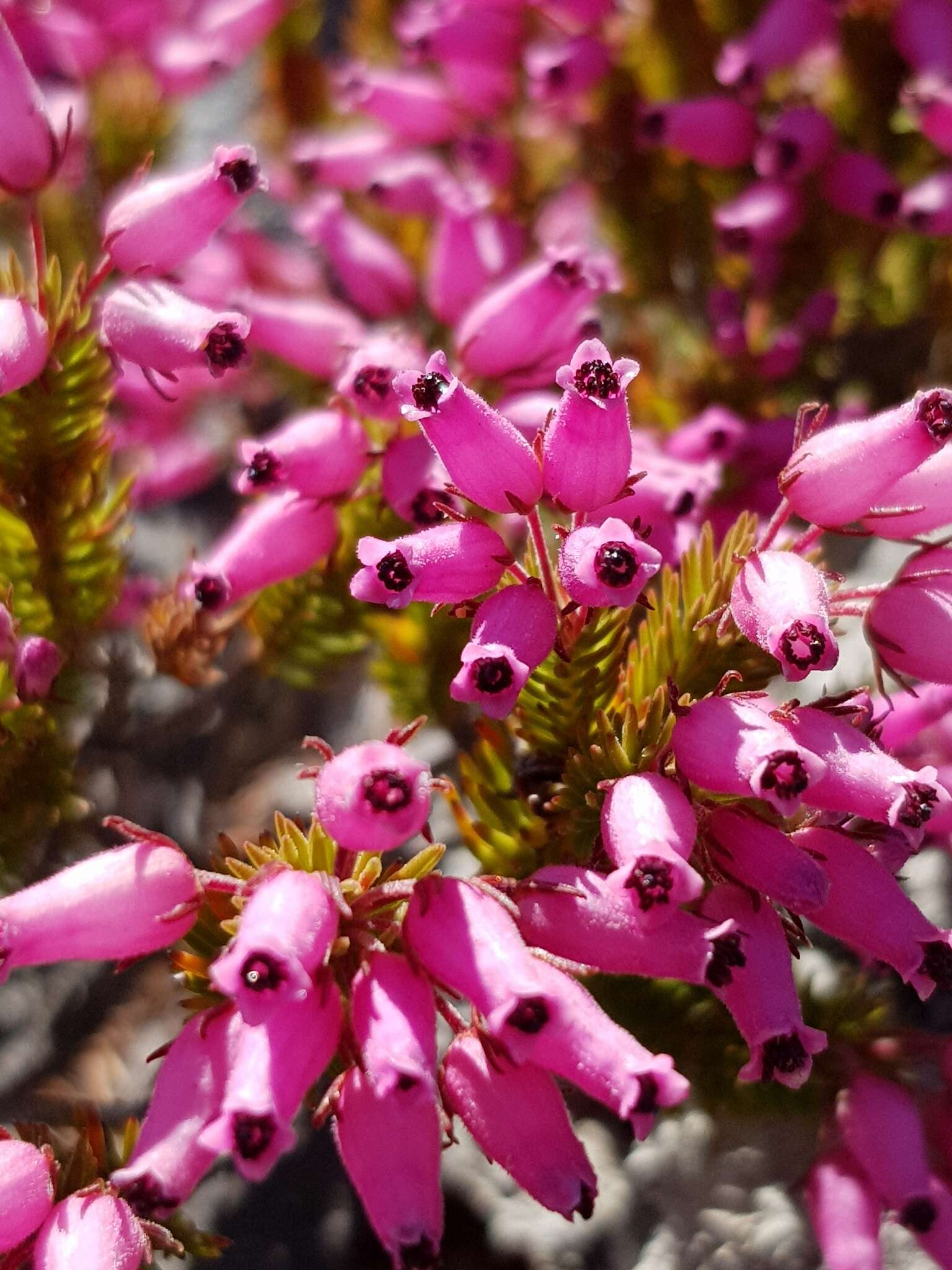 Imagem de Erica doliiformis Salisb.