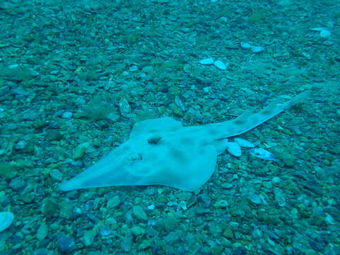 Image of Guitarfish