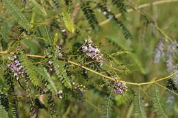 Image of Sesbania brachycarpa F. Muell.