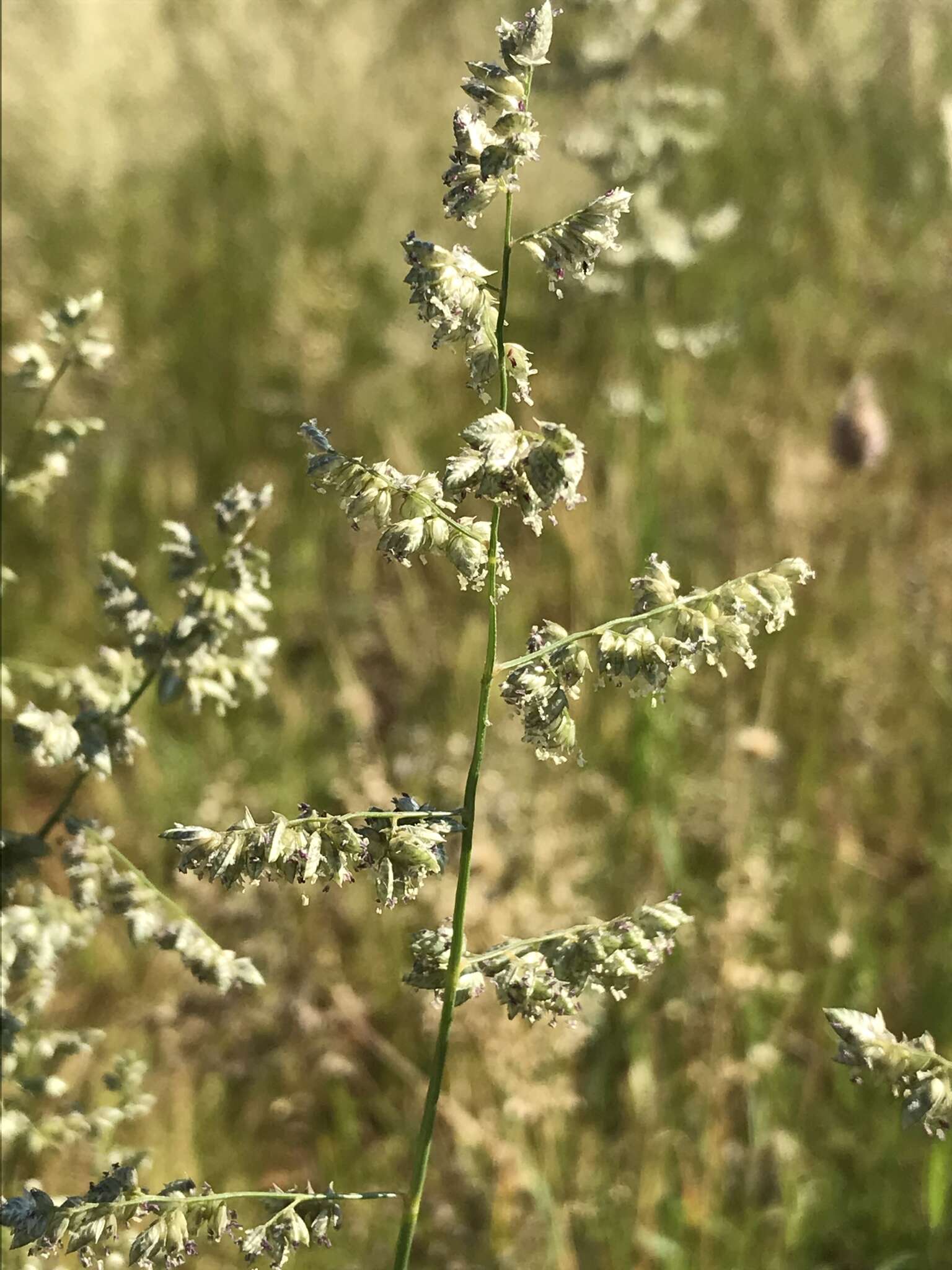 Image of African lovegrass