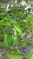 Image of Andranolava Reed Frog