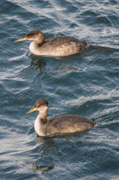 Image of Red-necked Grebe