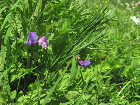 Image of Lathyrus digitatus (M. Bieb.) Fiori