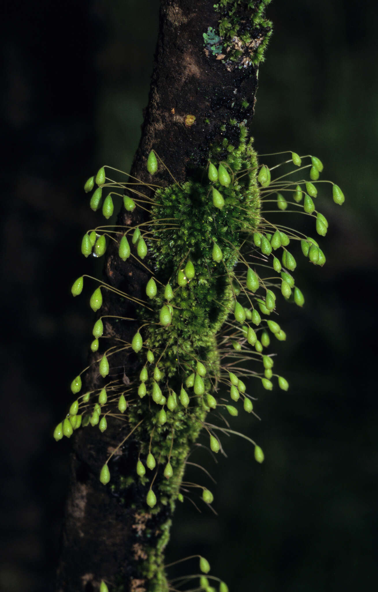 Image of Brachymenium leptophyllum Bruch & W. P. Schimper ex Jaeger 1875