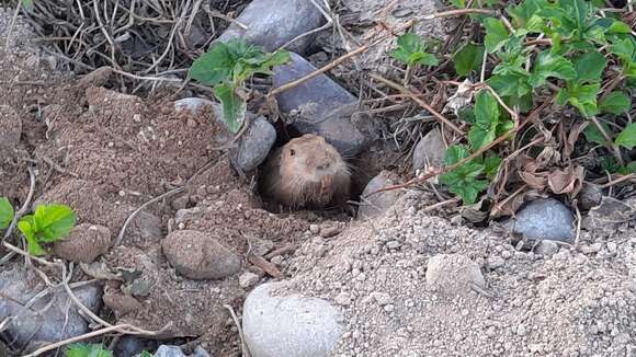 Image of Yellow-faced Pocket Gopher