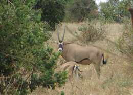 Image of Fringe-eared oryx