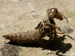 Image of golden-ringed dragonfly