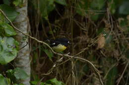 Petroica macrocephala chathamensis Fleming & CA 1950的圖片