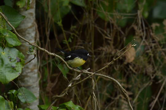 Image of Chatham Tomtit