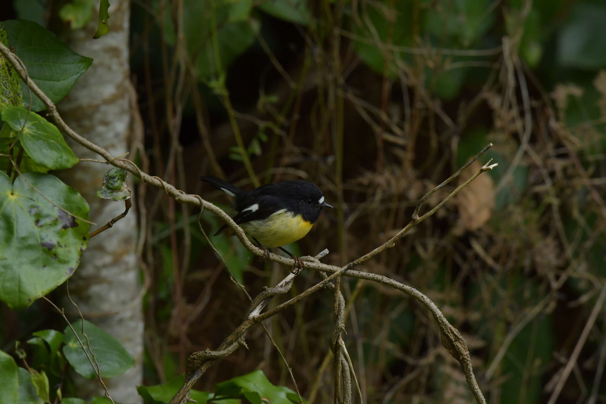 Petroica macrocephala chathamensis Fleming & CA 1950的圖片