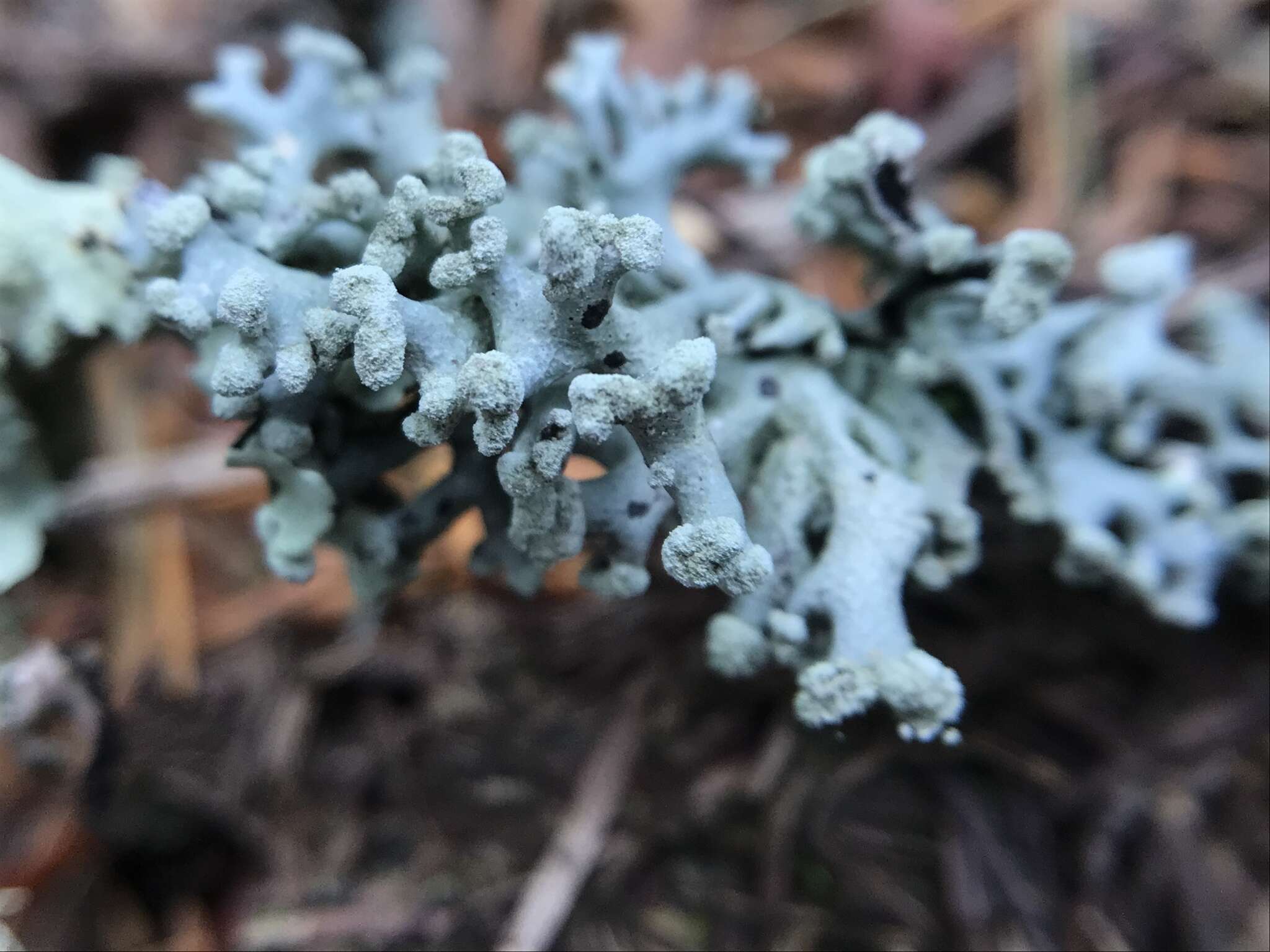 Image of Powder-headed tube lichen