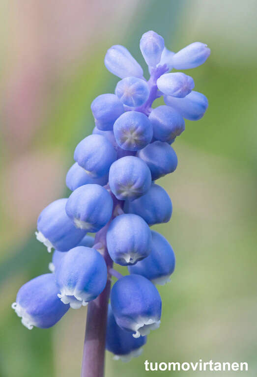 Image of common grape hyacinth