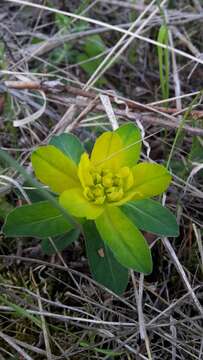 Image of cushion spurge