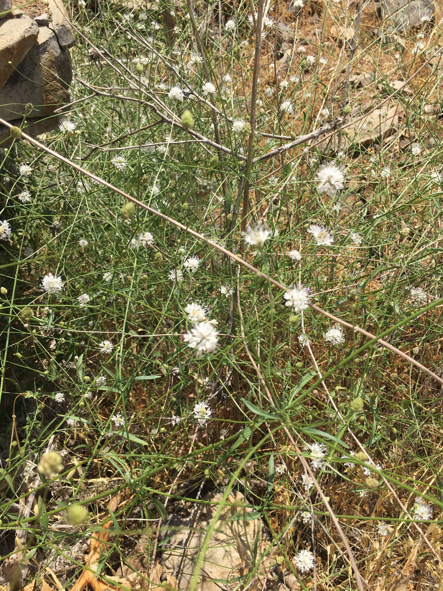 Imagem de Cephalaria joppensis (Rchb.) Coult.