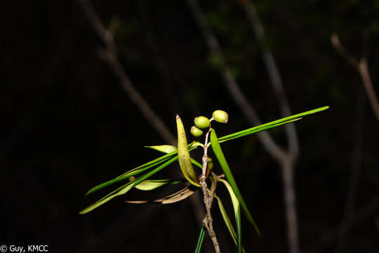 Image of Coffea heimii J.-F. Leroy