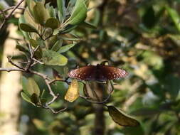 Euploea phaenareta Schaller 1785的圖片