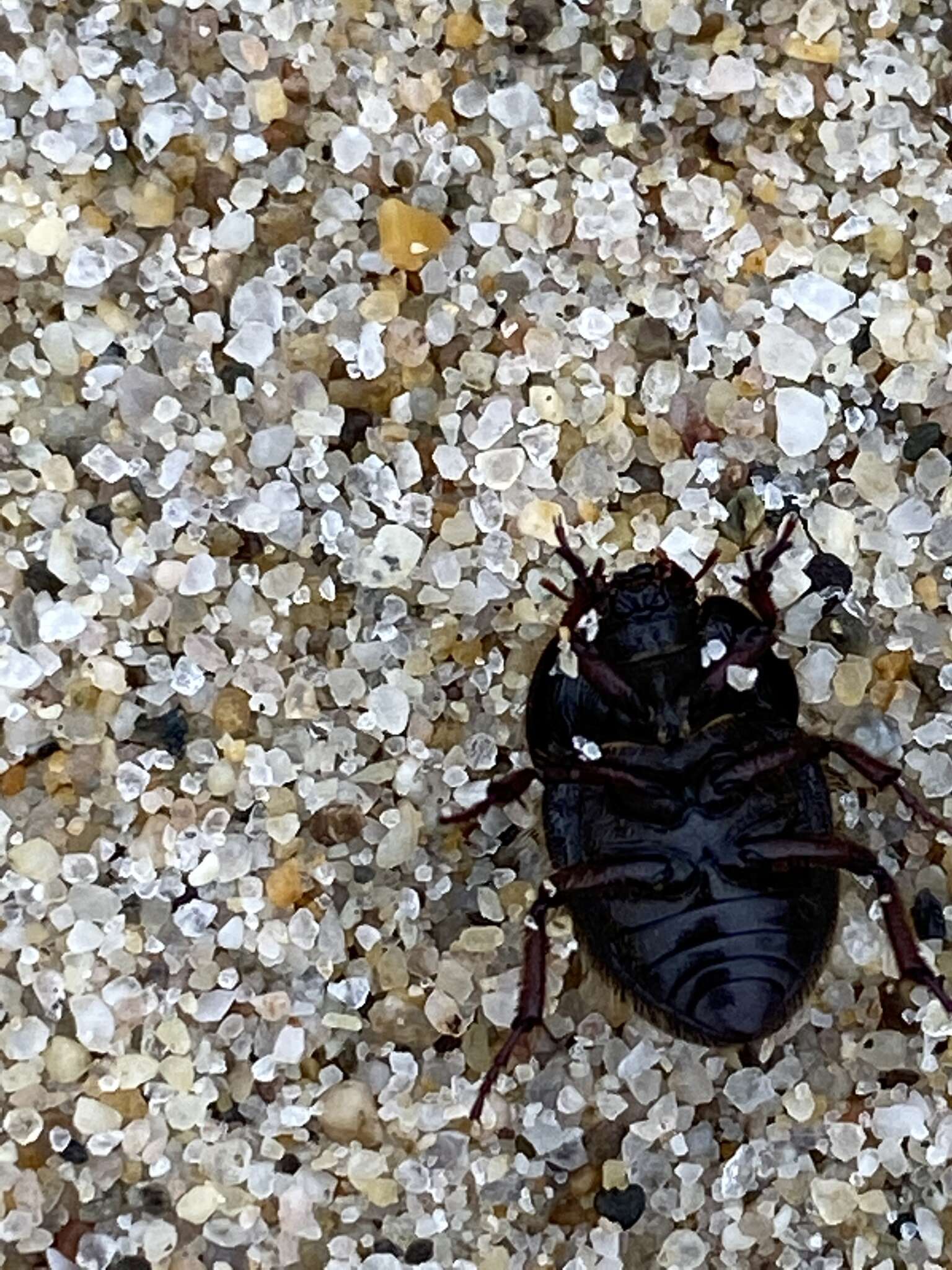 Image of Globose Dune Beetle