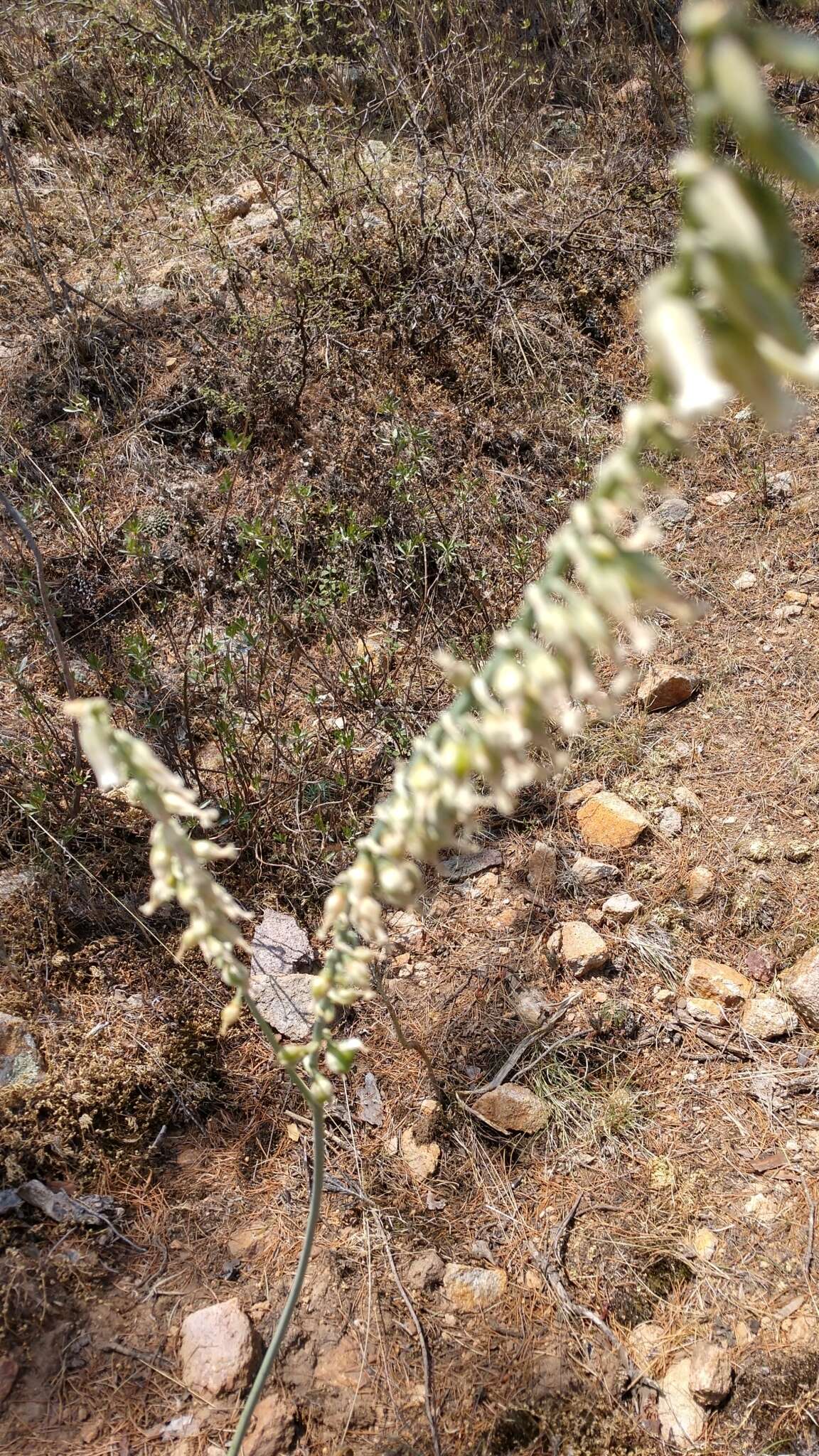 Image of Hemiphylacus latifolius S. Watson