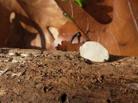 Image of Perenniporia ohiensis (Berk.) Ryvarden 1972