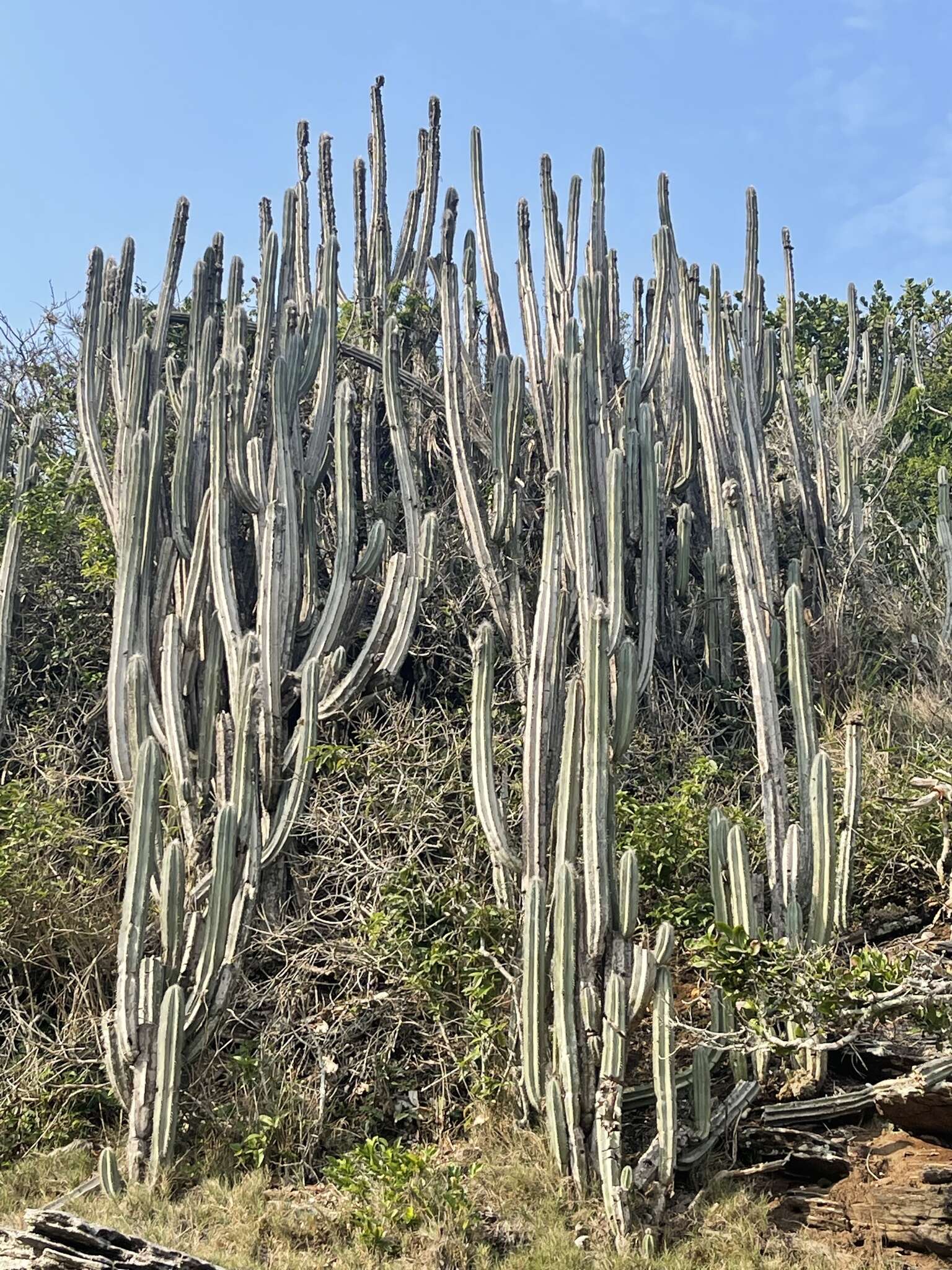 Imagem de Pilosocereus ulei (K. Schum.) Byles & G. D. Rowley