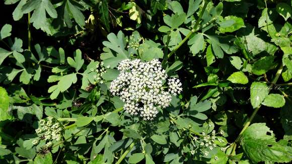 Image of Peucedanum japonicum Thunb.