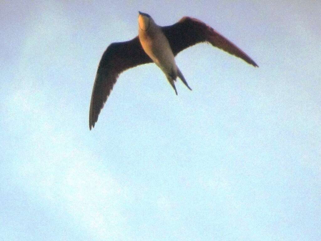 Image of Black-winged Pratincole