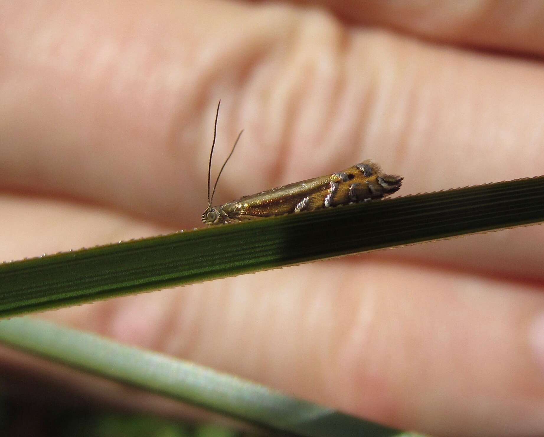 Image of Glyphipterix scintilella Walker 1864