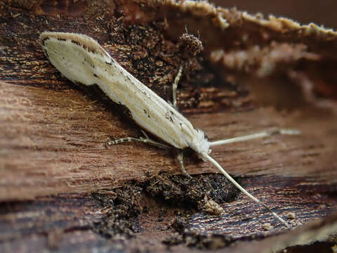 Image of Sagephora phortegella Meyrick 1888