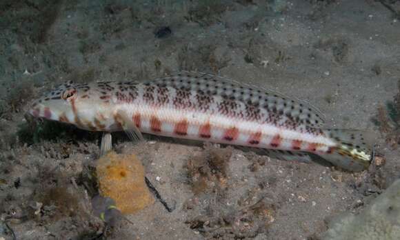 Image of White-streaked sandperch