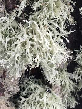 Image of intermediate cartilage lichen