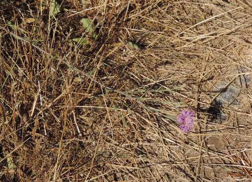 Image of Centaurea jacea subsp. angustifolia (DC.) Gremli