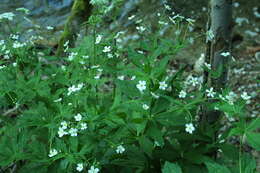 Ranunculus aconitifolius L. resmi