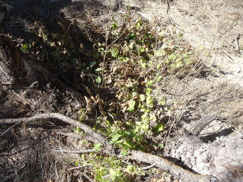 Image of Texas milkvine