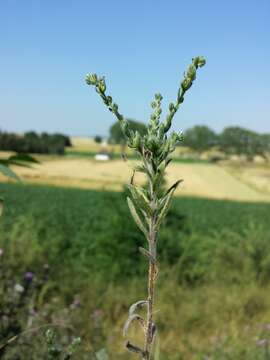 Image of European stickseed